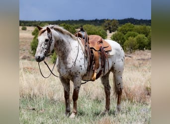 Appaloosa, Hongre, 14 Ans, 147 cm, Rouan Rouge
