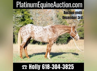 Appaloosa, Hongre, 14 Ans, 152 cm, Rouan Rouge