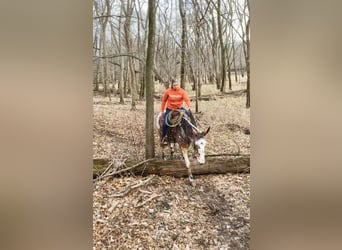 Appaloosa, Hongre, 14 Ans, Alezan cuivré