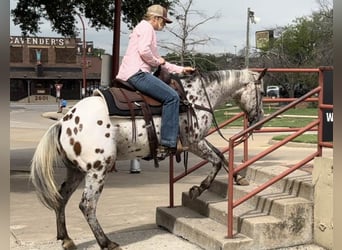 Appaloosa, Hongre, 15 Ans, 145 cm, Bai cerise