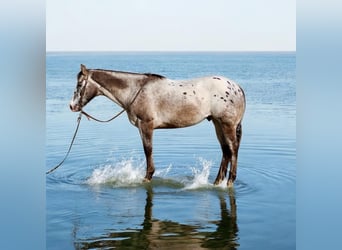 Appaloosa, Hongre, 15 Ans, 152 cm, Bai cerise