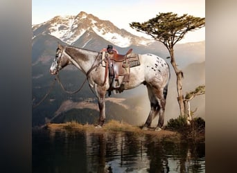 Appaloosa, Hongre, 15 Ans, 152 cm, Bai cerise