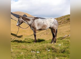 Appaloosa, Hongre, 15 Ans, 152 cm, Bai cerise
