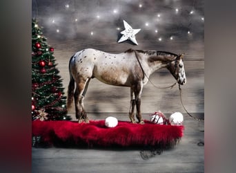 Appaloosa, Hongre, 15 Ans, 152 cm, Bai cerise