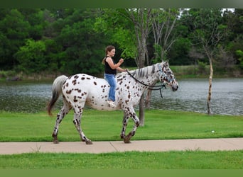 Appaloosa, Hongre, 15 Ans, 152 cm, Léopard