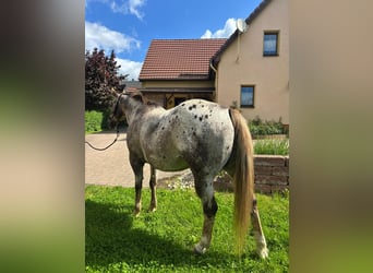 Appaloosa, Hongre, 15 Ans, 155 cm, Alezan brûlé