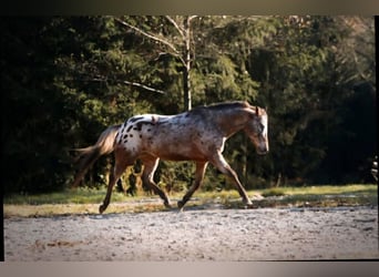 Appaloosa, Hongre, 15 Ans, 155 cm, Léopard