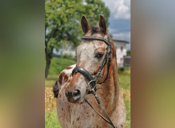Appaloosa, Hongre, 15 Ans, 155 cm, Léopard