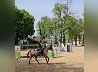 Appaloosa, Hongre, 15 Ans, 155 cm, Léopard