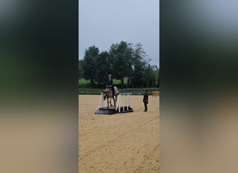 Appaloosa, Hongre, 15 Ans, 155 cm, Léopard