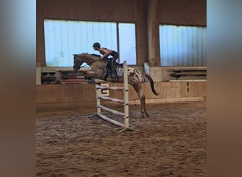 Appaloosa, Hongre, 15 Ans, 155 cm, Léopard