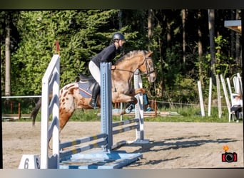 Appaloosa, Hongre, 15 Ans, 155 cm, Léopard