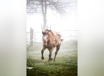 Appaloosa, Hongre, 15 Ans, 155 cm, Léopard