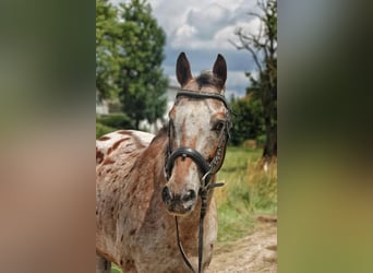 Appaloosa, Hongre, 15 Ans, 155 cm, Léopard