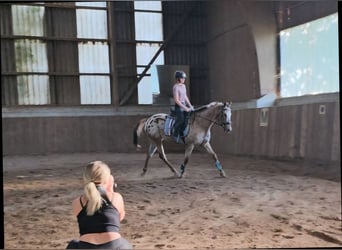 Appaloosa, Hongre, 15 Ans, 155 cm, Léopard