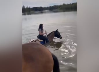 Appaloosa, Hongre, 15 Ans, 155 cm, Léopard