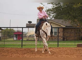 Appaloosa, Hongre, 15 Ans, 160 cm