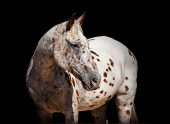 Appaloosa, Hongre, 16 Ans, 145 cm, Bai cerise