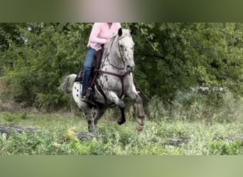 Appaloosa, Hongre, 16 Ans, 145 cm, Bai cerise