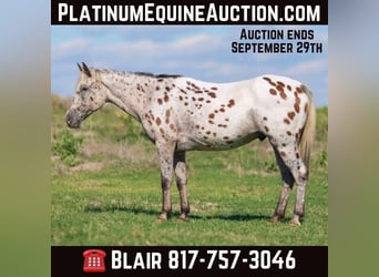 Appaloosa, Hongre, 16 Ans, 145 cm, Bai cerise