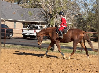 Appaloosa, Hongre, 16 Ans, 173 cm, Alezan brûlé