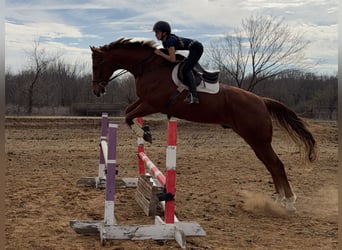 Appaloosa, Hongre, 16 Ans, 173 cm, Alezan brûlé