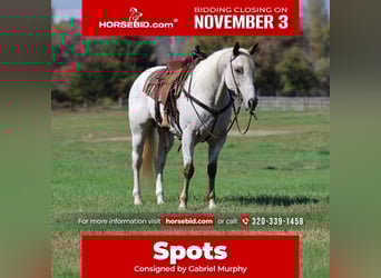 Appaloosa, Hongre, 16 Ans, Blanc Appaloosa, Hongre, 16 Ans, Blanc