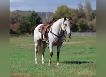 Appaloosa, Hongre, 16 Ans, Blanc Appaloosa, Hongre, 16 Ans, Blanc