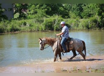 Appaloosa, Hongre, 17 Ans, 157 cm, Alezan cuivré