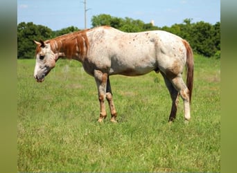 Appaloosa, Hongre, 17 Ans, 157 cm, Alezan cuivré
