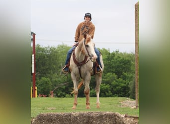 Appaloosa, Hongre, 17 Ans, 157 cm, Alezan cuivré