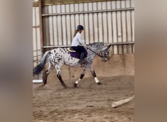 Appaloosa, Hongre, 17 Ans, 165 cm, Léopard