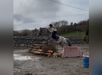 Appaloosa, Hongre, 17 Ans, 165 cm, Léopard
