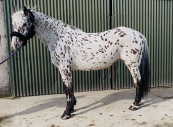 Appaloosa, Hongre, 17 Ans, 165 cm, Léopard