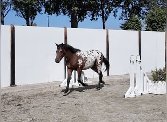 Appaloosa, Hongre, 2 Ans, 142 cm, Léopard