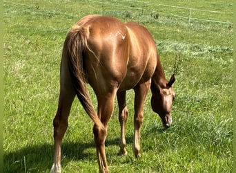 Appaloosa, Hongre, 2 Ans, 150 cm, Alezan brûlé