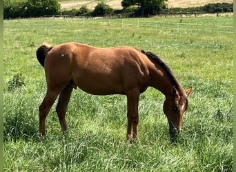 Appaloosa, Hongre, 2 Ans, 150 cm, Alezan brûlé