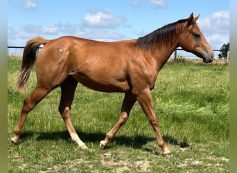 Appaloosa, Hongre, 2 Ans, 150 cm, Alezan brûlé