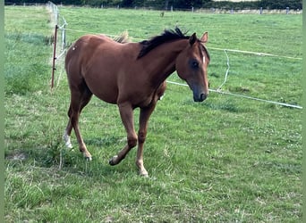 Appaloosa, Hongre, 2 Ans, 150 cm, Alezan brûlé