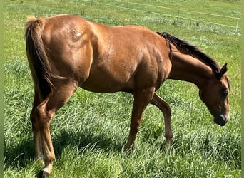 Appaloosa, Hongre, 2 Ans, 150 cm, Alezan brûlé