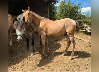 Appaloosa, Hongre, 2 Ans, 150 cm