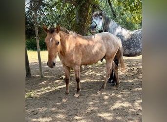 Appaloosa, Hongre, 2 Ans, 150 cm