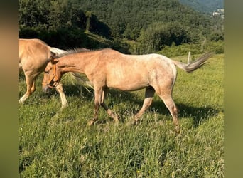 Appaloosa, Hongre, 2 Ans, 150 cm