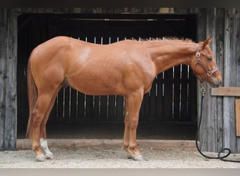 Appaloosa, Hongre, 2 Ans, 155 cm, Alezan