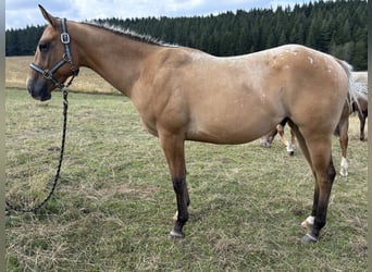Appaloosa, Hongre, 2 Ans, 157 cm, Alezan dun