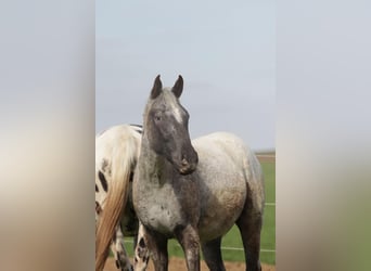Appaloosa, Hongre, 2 Ans
