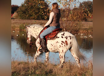 Appaloosa Croisé, Hongre, 3 Ans, 148 cm, Léopard