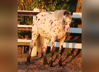 Appaloosa Croisé, Hongre, 3 Ans, 148 cm, Léopard