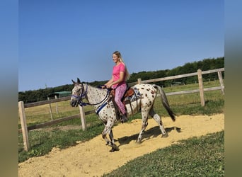 Appaloosa, Hongre, 3 Ans, 150 cm, Léopard