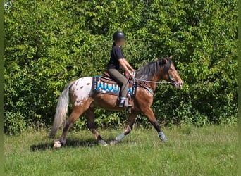 Appaloosa Croisé, Hongre, 3 Ans, 154 cm, Léopard